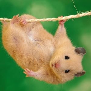 Meet your Posher, Isabella